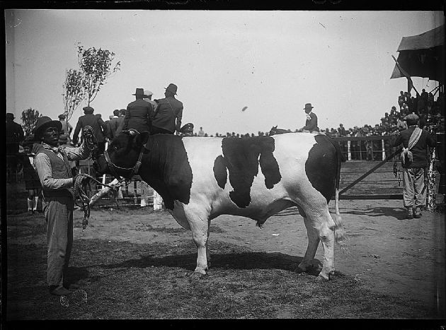 Feria ganadera