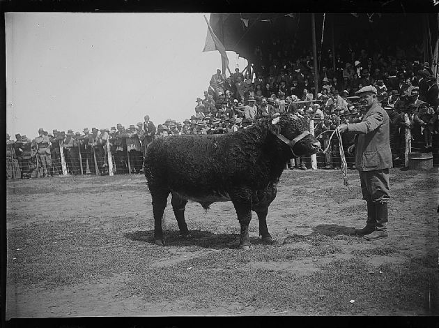 Feria ganadera 2