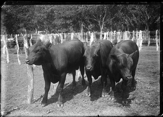 Sociedad Rural de San Luis