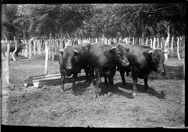 Sociedad Rural de San Luis 2