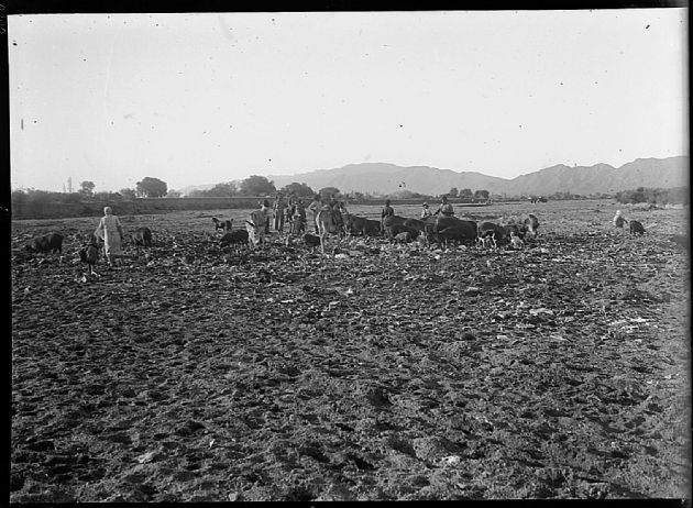 Criadero de Chanchos