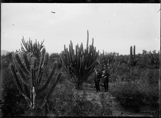 Caballeros y Cactus