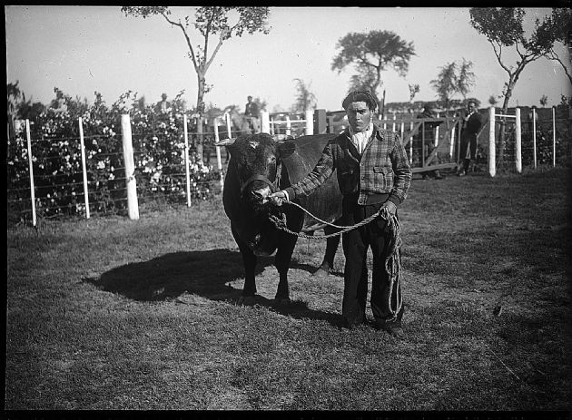 Toro de Exposición