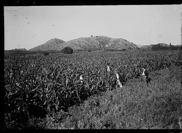 CAMPO DE MAIZ