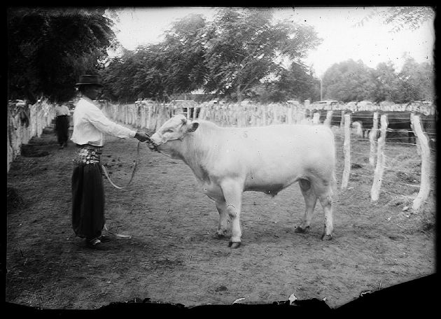 Toro de Exposición