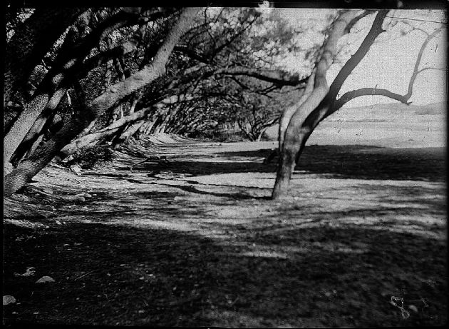 Árboles Inclinados.
