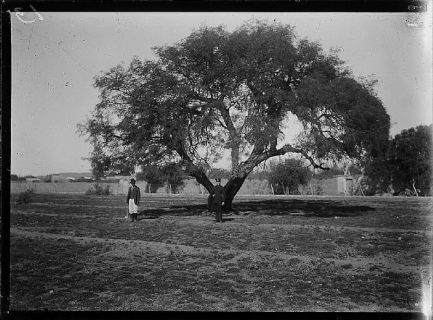 Los Hombres y el Ärbol